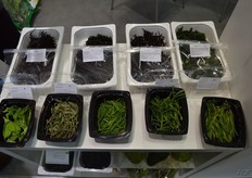 Het complete assortiment Spaanse zeewieren.