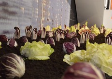 Verschillende varianten Radicchio.