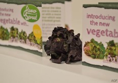 De Flower Sprout is vooral in Groot-Brittannië een groot succes, maar zal de komende jaren ook daarbuiten op steeds grotere schaal beschikbaar zijn