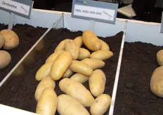 De nieuwe, nog naamloze, salade-aardappeltjes van Meijer