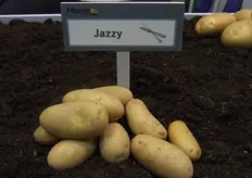 vorig jaar was de naam nog niet bekend maar de nieuwste aardappel van Meijer heet Jazzy