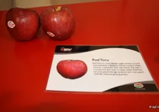 "Dit jaar worden de nieuwe Red Toro geplant," aldus Filip Lowette. Op de foto is een voorproefje van het nieuwe appelras te zien."