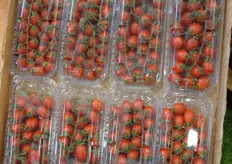 Deze Tatterino tomaten worden geteeld in het zuidelijkste puntje van Sicilië. Sebastiano Fortunato van Consorzio di Tutela lgp Pomodoro di Pachino vertelt dat het consortium probeert een Beschermde Geografische Aanduiding voor de tomaat te verwerven. Alle andere producten binnen het consortium hebben dit label.