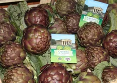 In Italië is de artisjok een hele gangbare groente