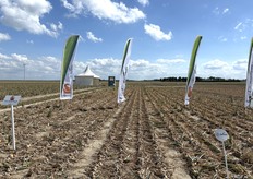 Op de proefvelden werden verschillende rassen getoond